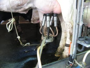 דרך%20החלב%20,%20בית%20הלל